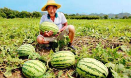 网红吃瓜长征路,揭秘娱乐圈幕后真相