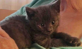 黑猫猫小姐姐,揭秘神秘魅力与独特风采